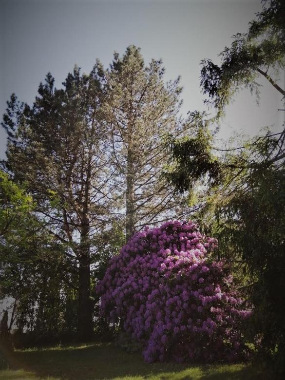 Vila Chalpa Na Skarpie Meszna Exteriér fotografie